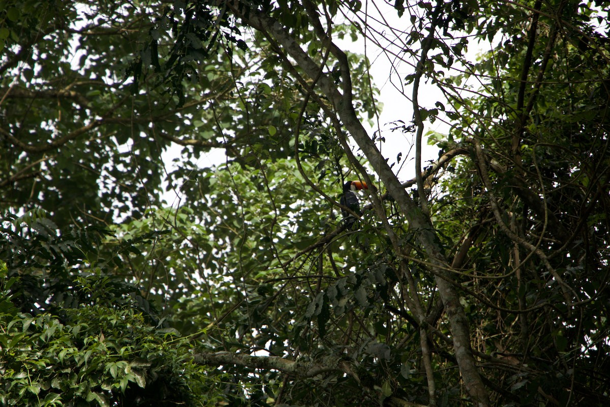 Riesentukan - ML644721337