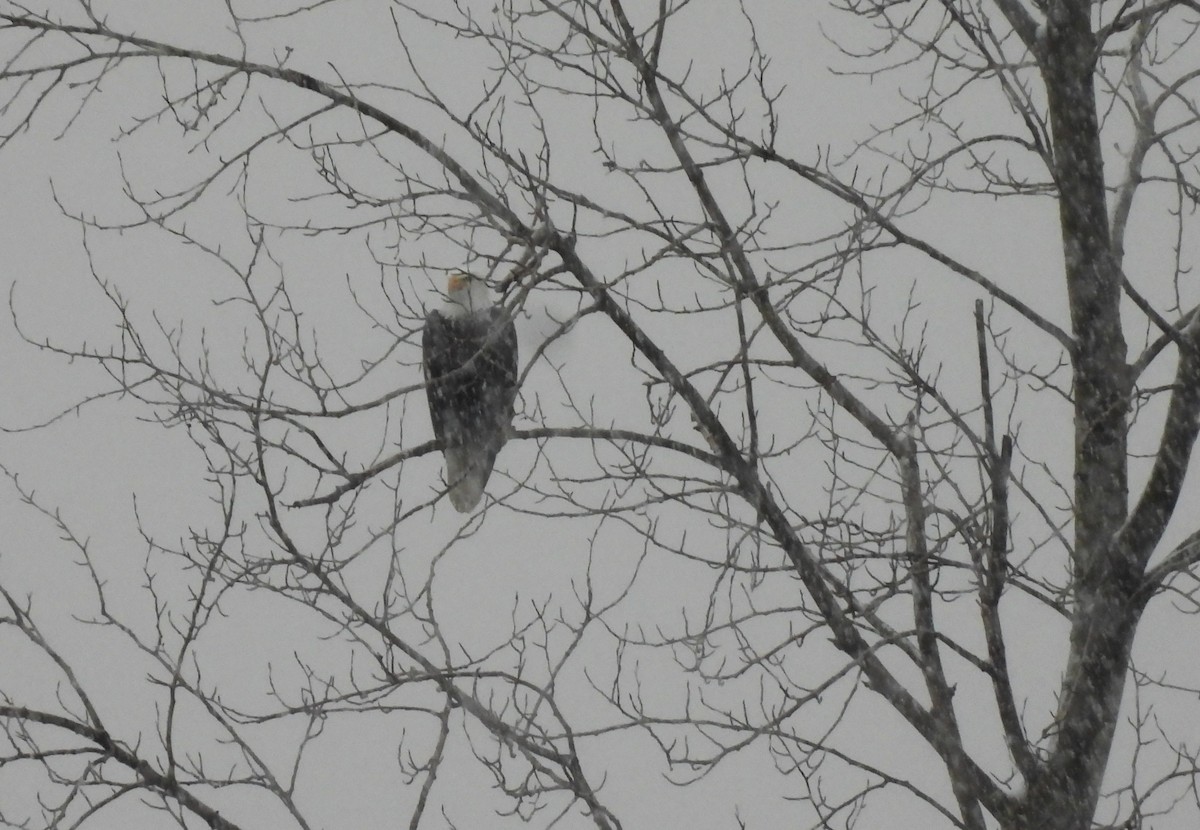 Weißkopf-Seeadler - ML644721342