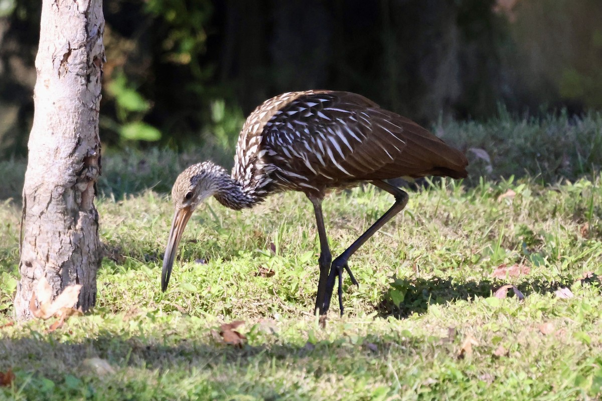 Rallenkranich - ML644721343