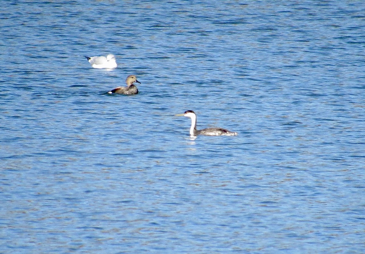 Western Grebe - ML644721345