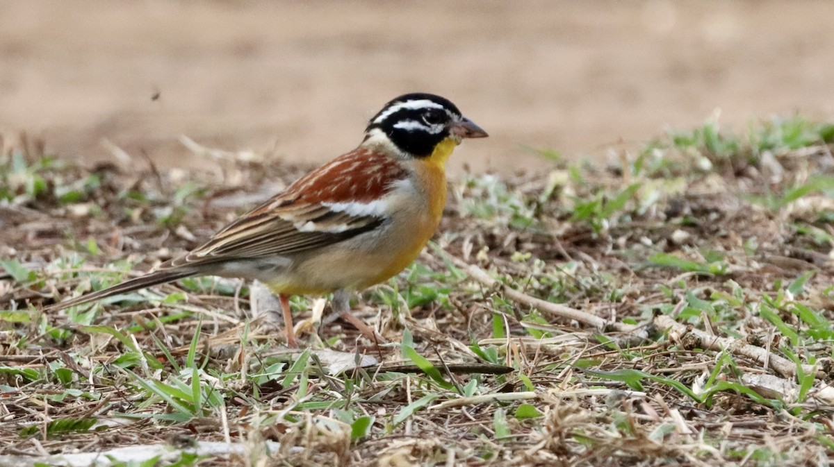Golden-breasted Bunting - ML644721346