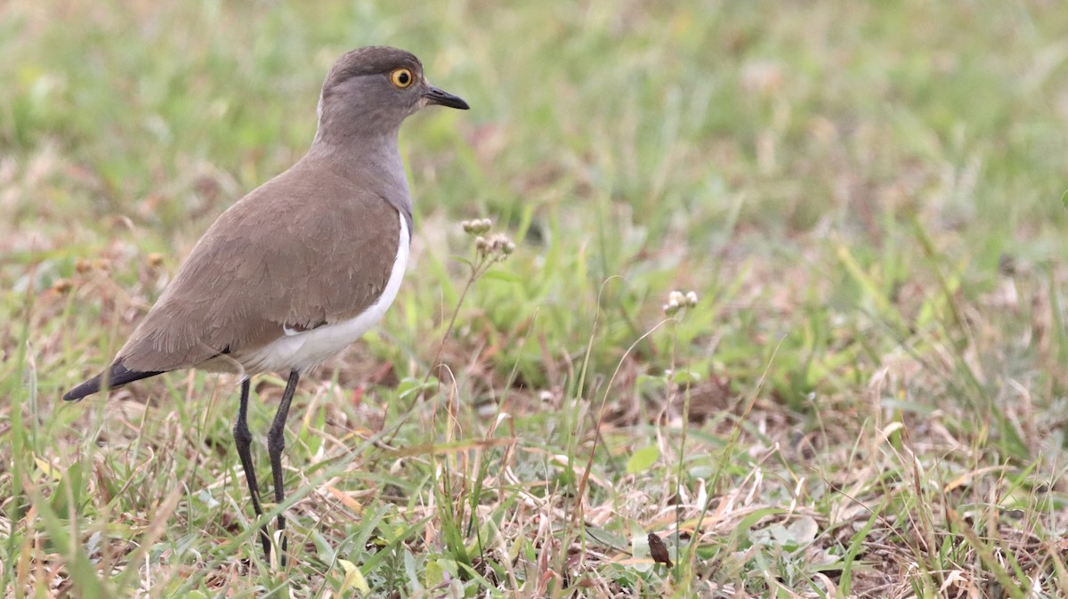 Senegal Lapwing - ML644721358