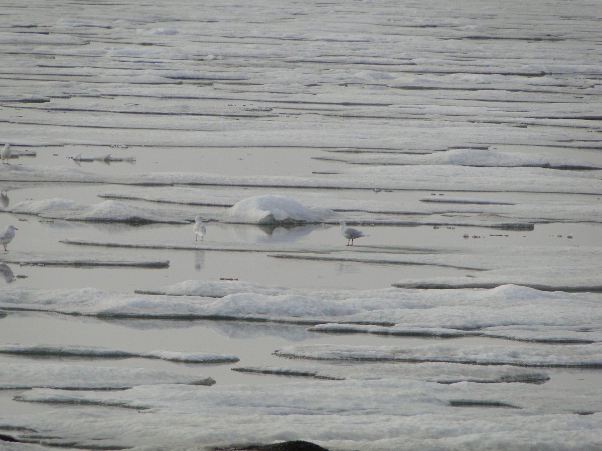 Ipar-kaioa - ML644721359