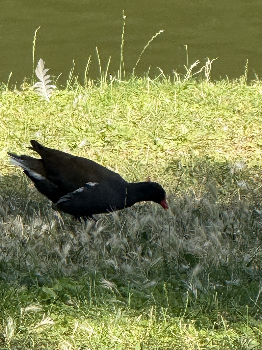 Gallinule poule-d'eau - ML644721364