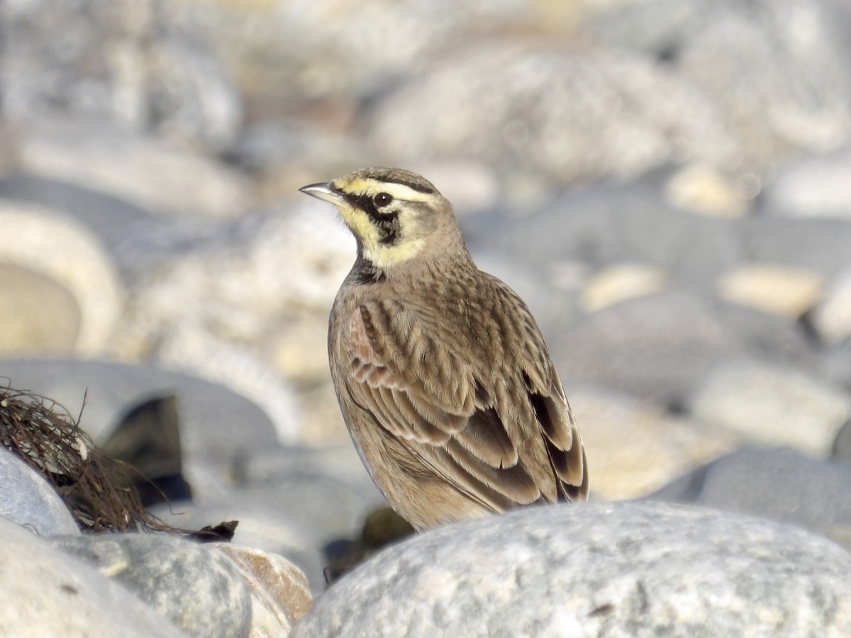 Жайворонок рогатий - ML644721365