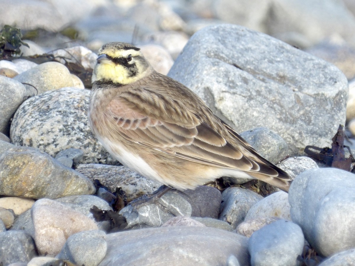 Жайворонок рогатий - ML644721366