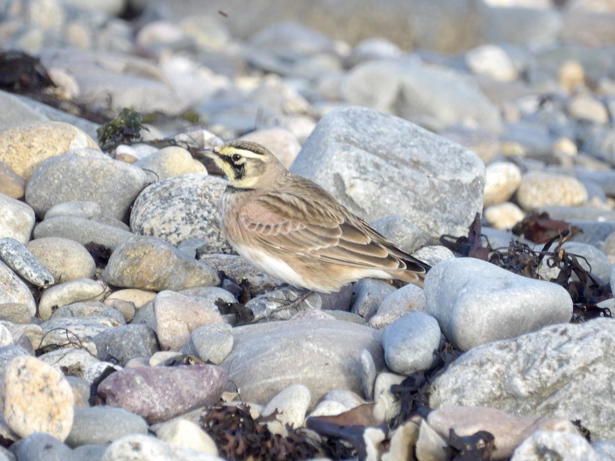 Жайворонок рогатий - ML644721367