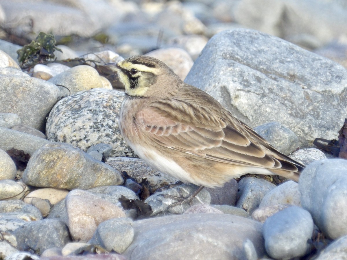 Жайворонок рогатий - ML644721368