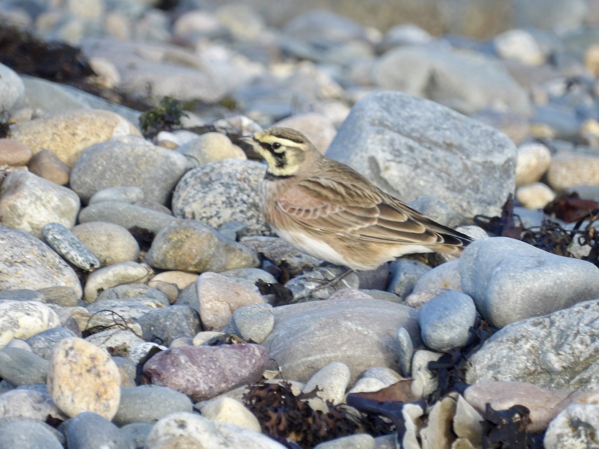 Жайворонок рогатий - ML644721370