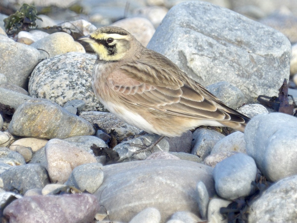 Жайворонок рогатий - ML644721372