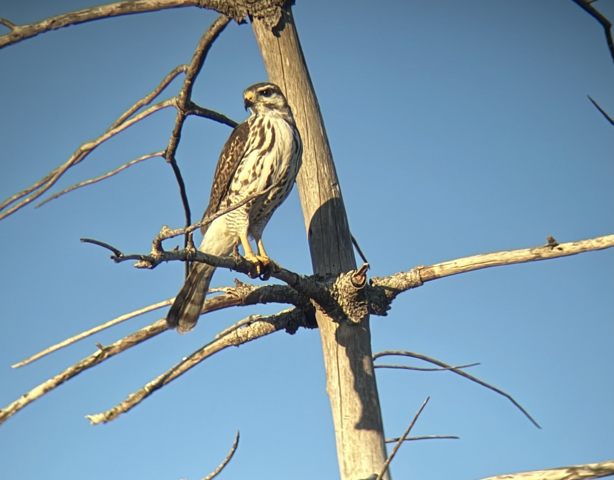 Gray Hawk - ML644721403