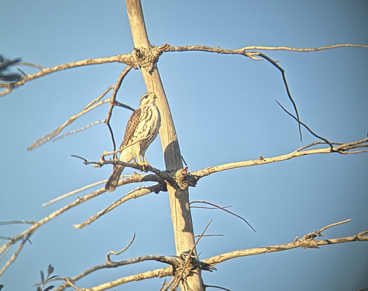 Gray Hawk - ML644721404