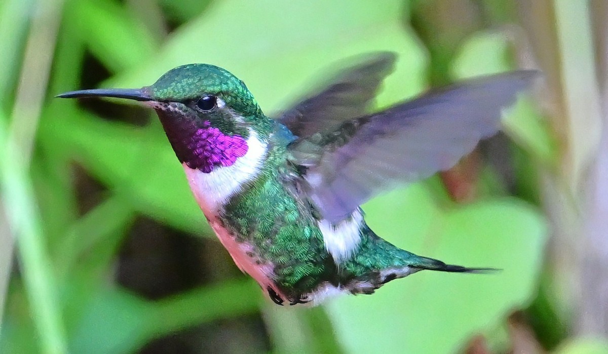 Ak Göbekli Ormanyıldızı - ML644721405