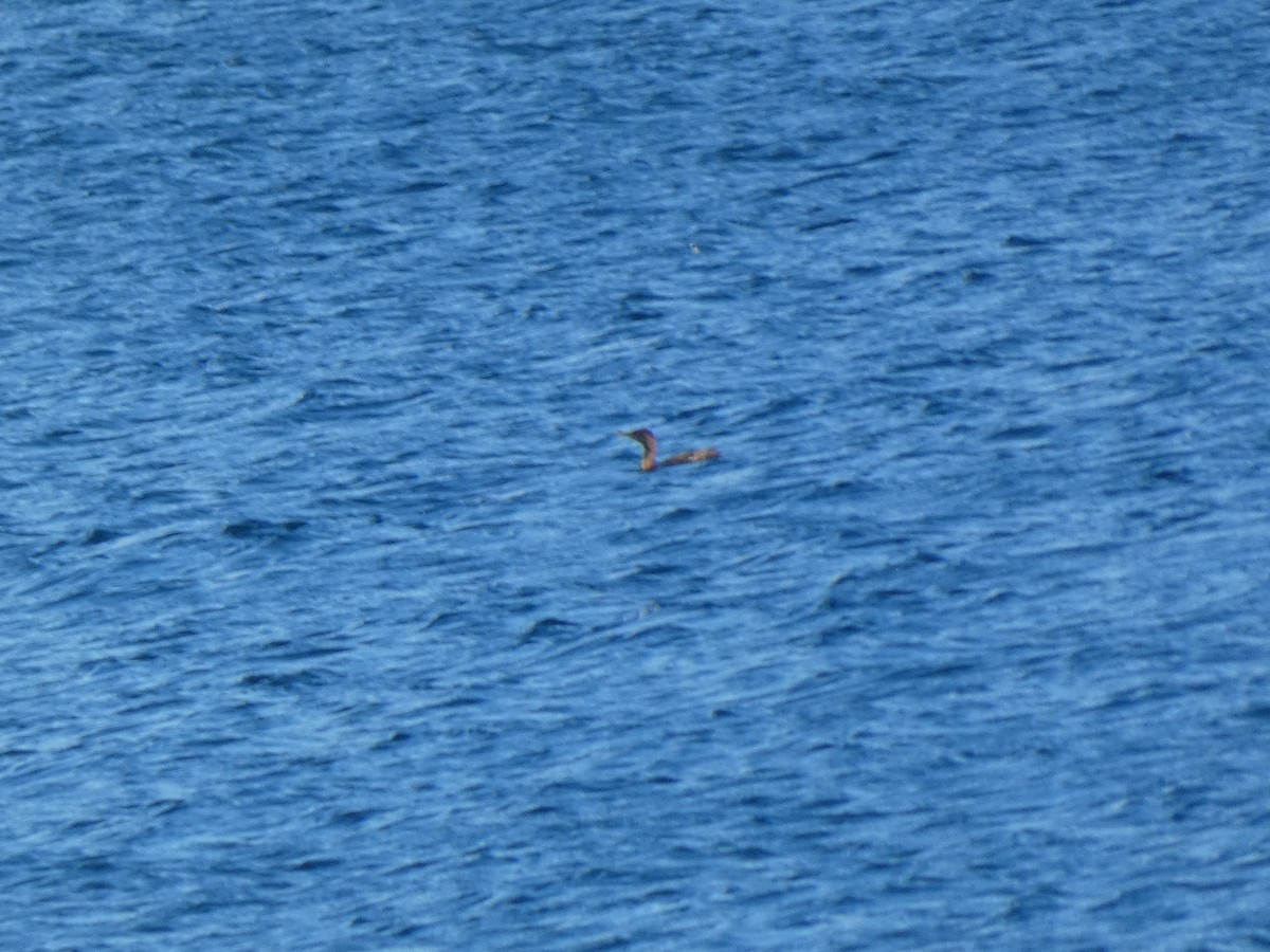 Double-crested Cormorant - ML644721407