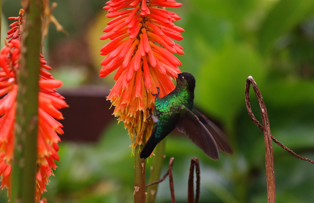 Fiery-throated Hummingbird - ML644721409