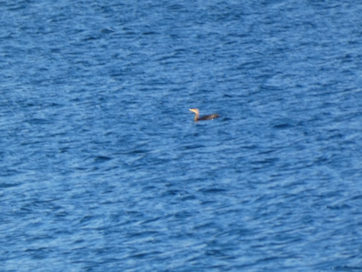 Double-crested Cormorant - ML644721410