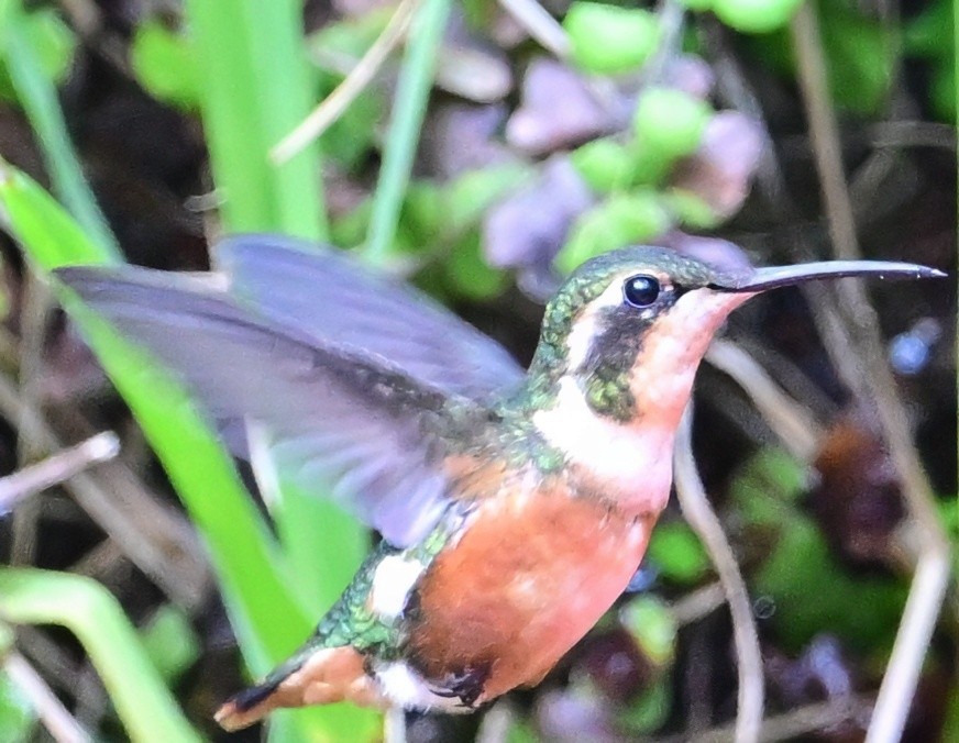 White-bellied Woodstar - ML644721411