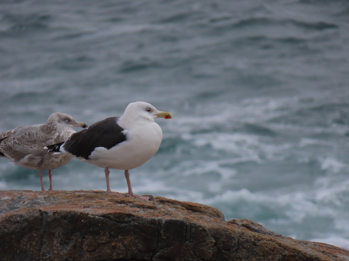 American Herring Gull - ML644721412
