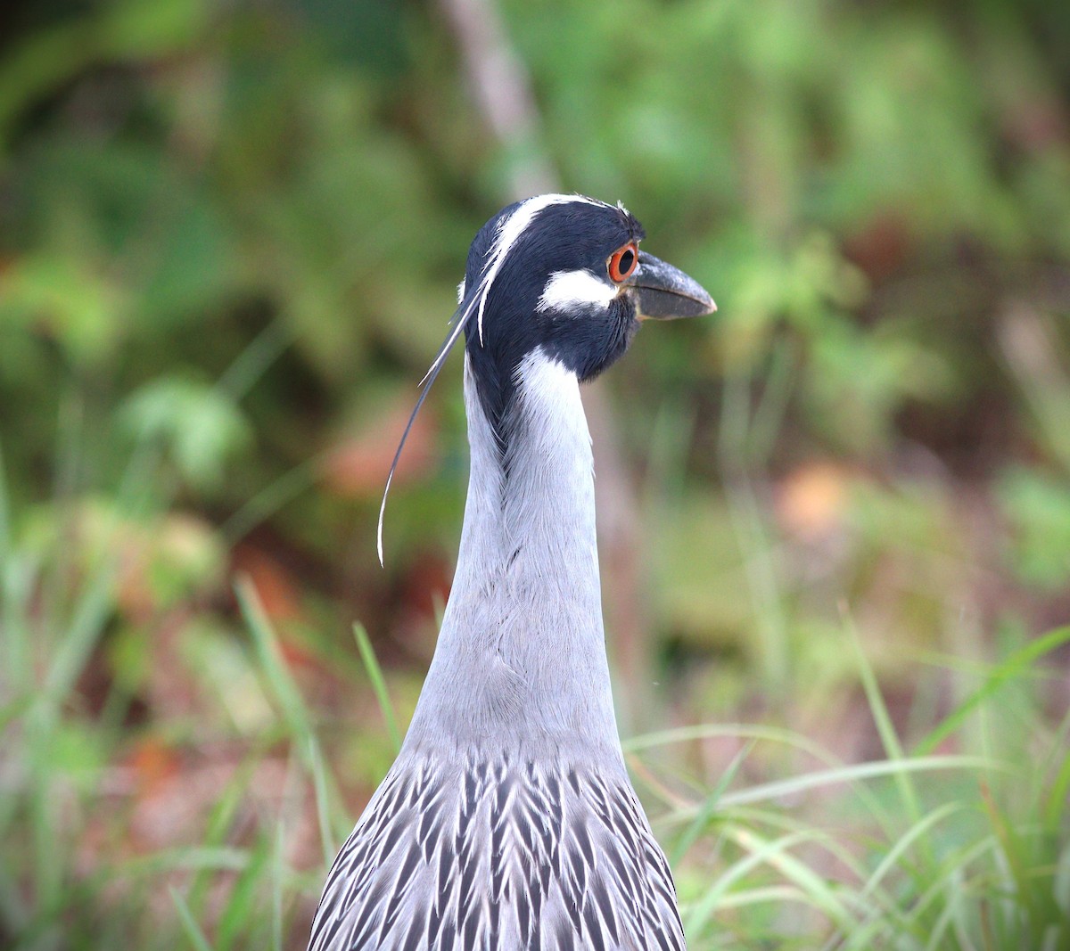Yellow-crowned Night Heron (Yellow-crowned) - ML644721413