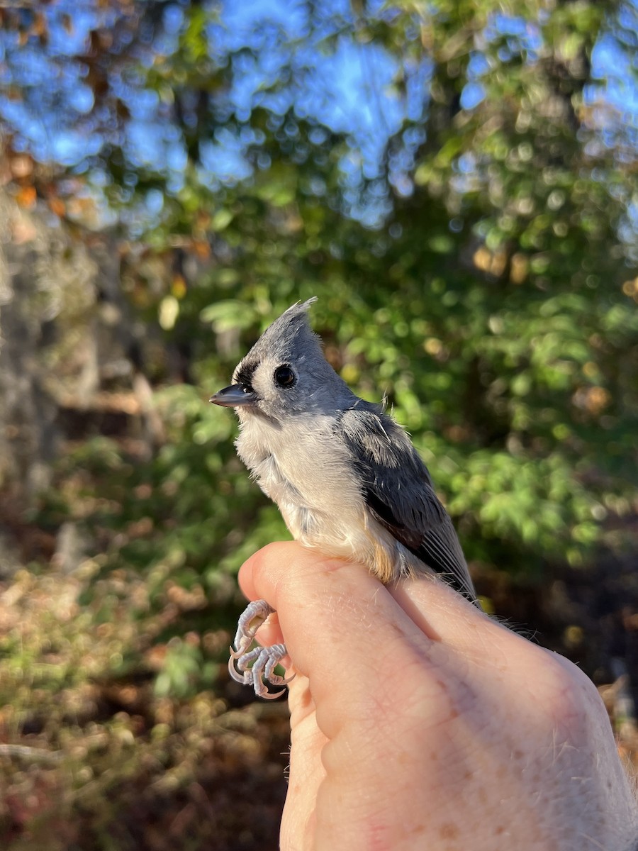 Tufted Titmouse - ML644721414