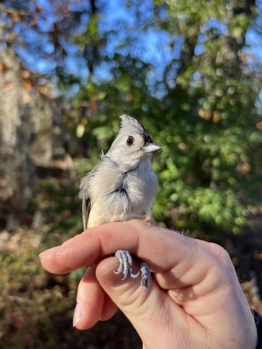 Tufted Titmouse - ML644721415