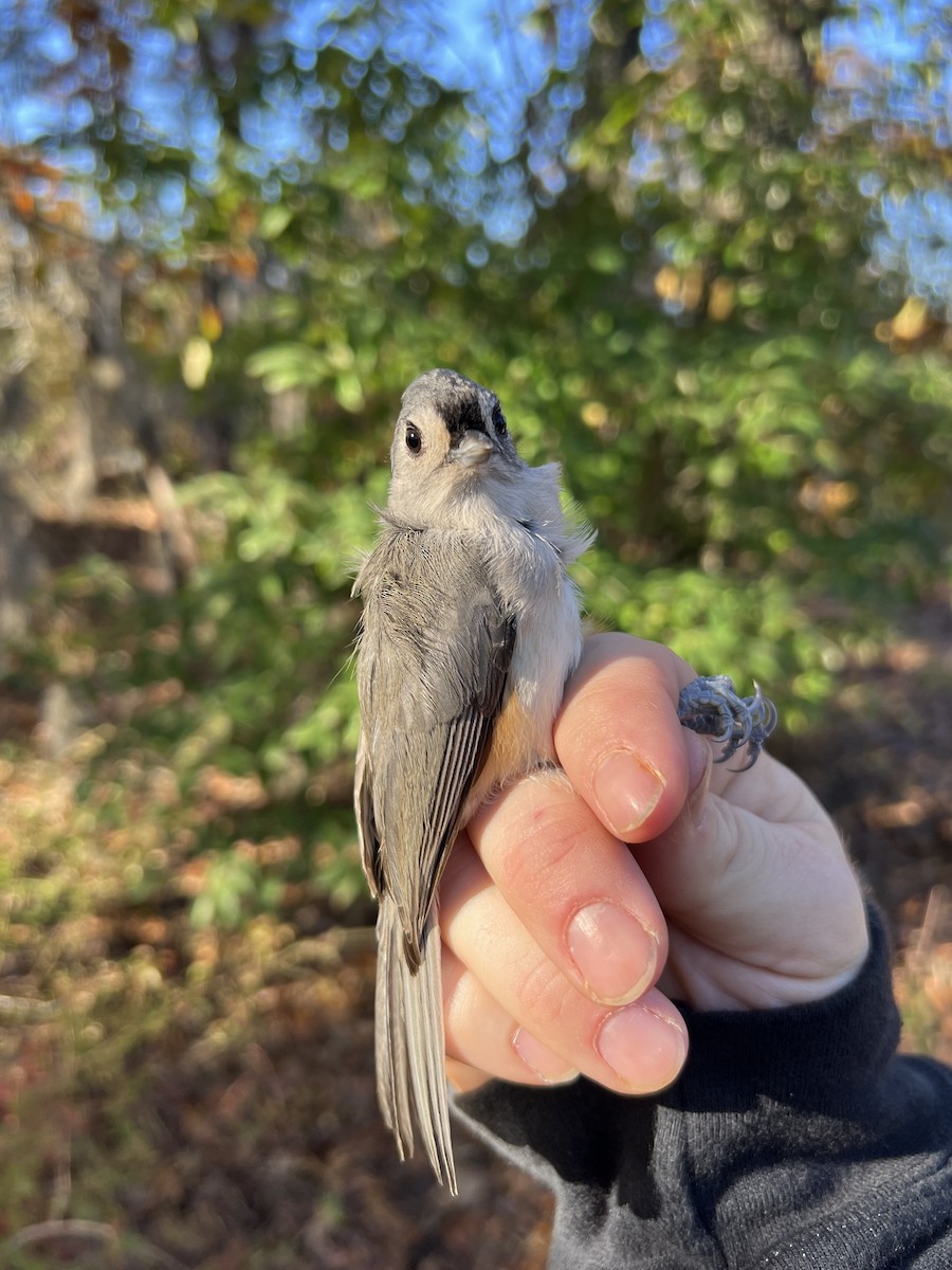 Tufted Titmouse - ML644721416