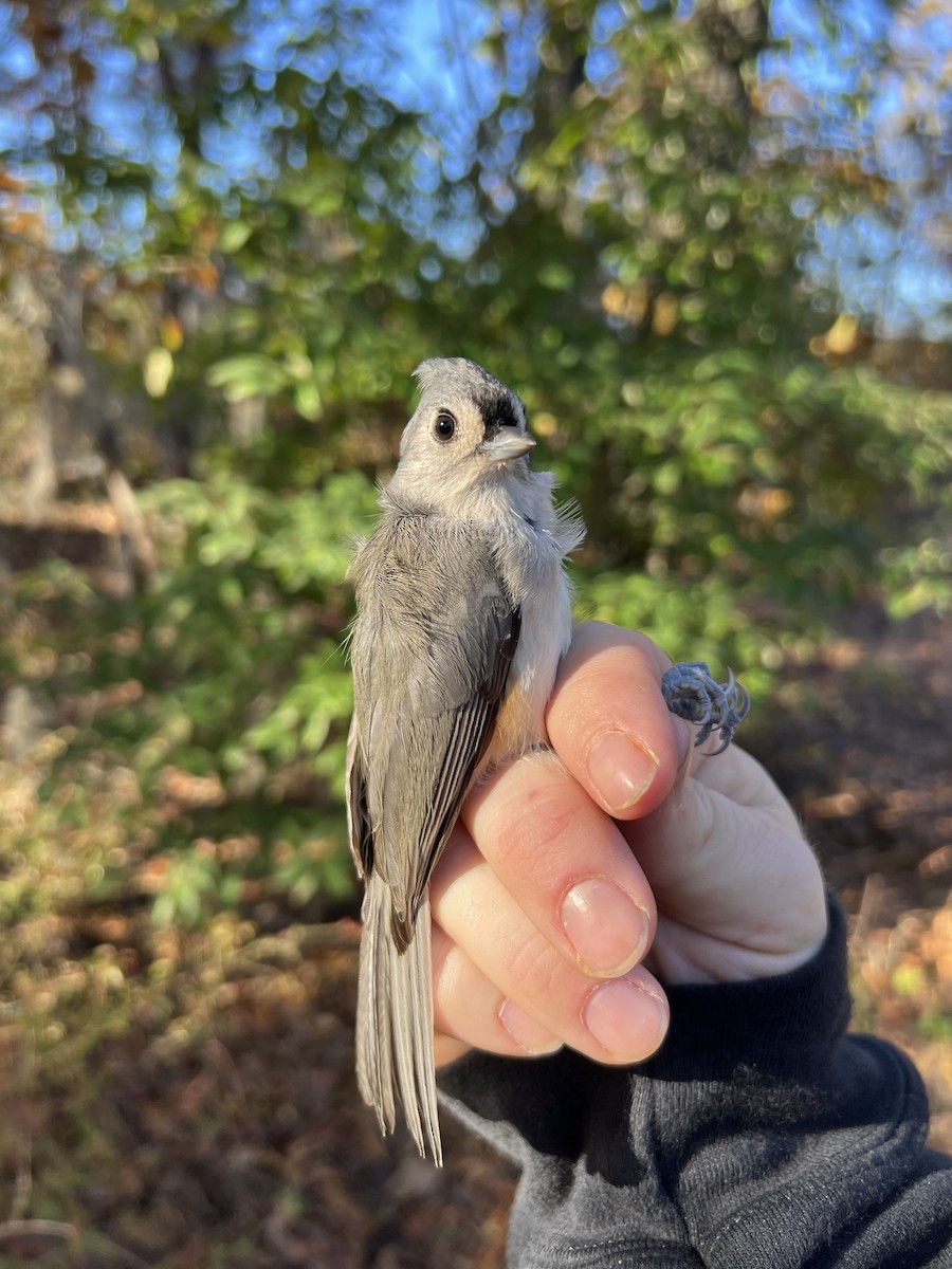 Tufted Titmouse - ML644721417