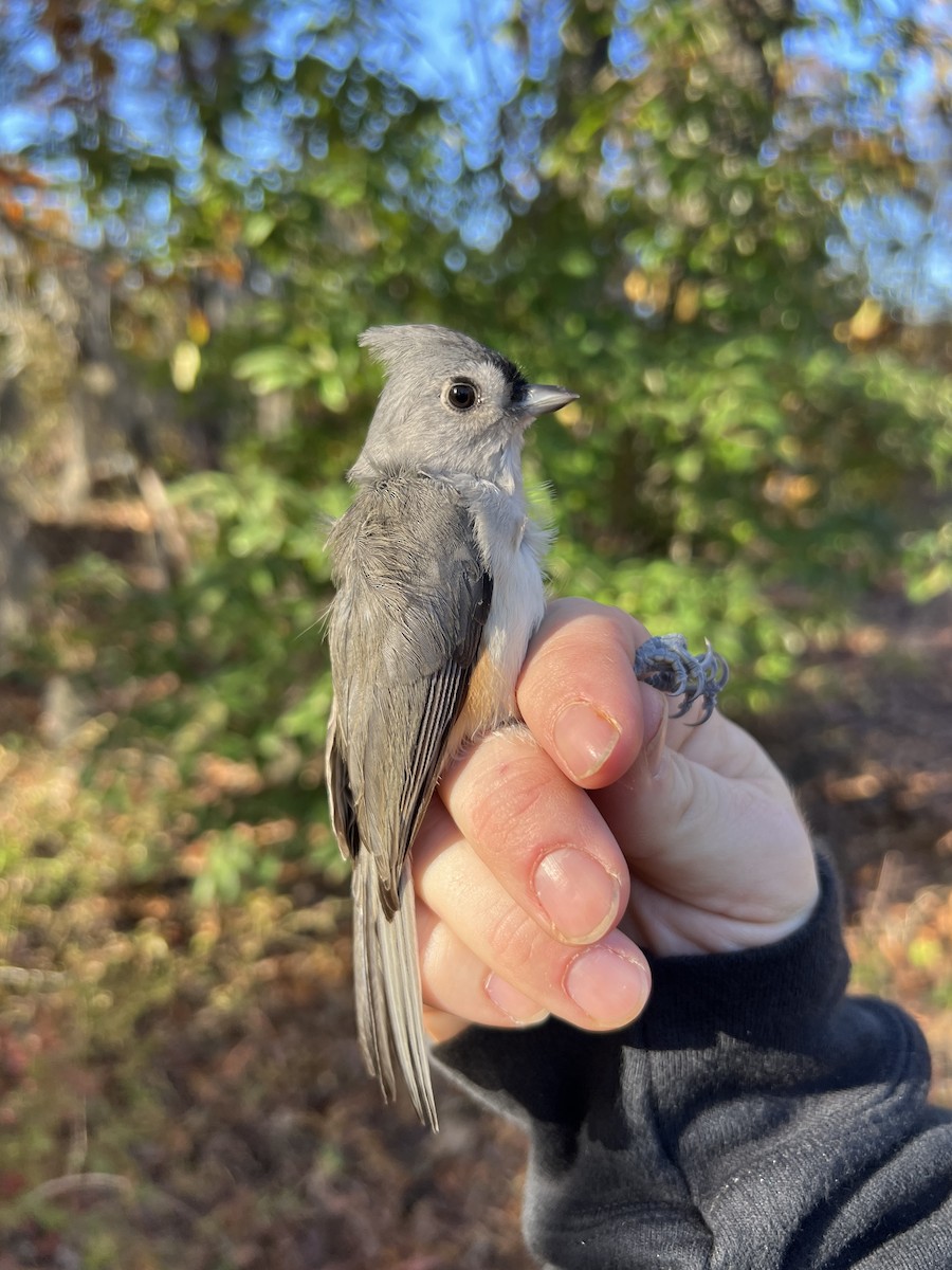 Tufted Titmouse - ML644721418