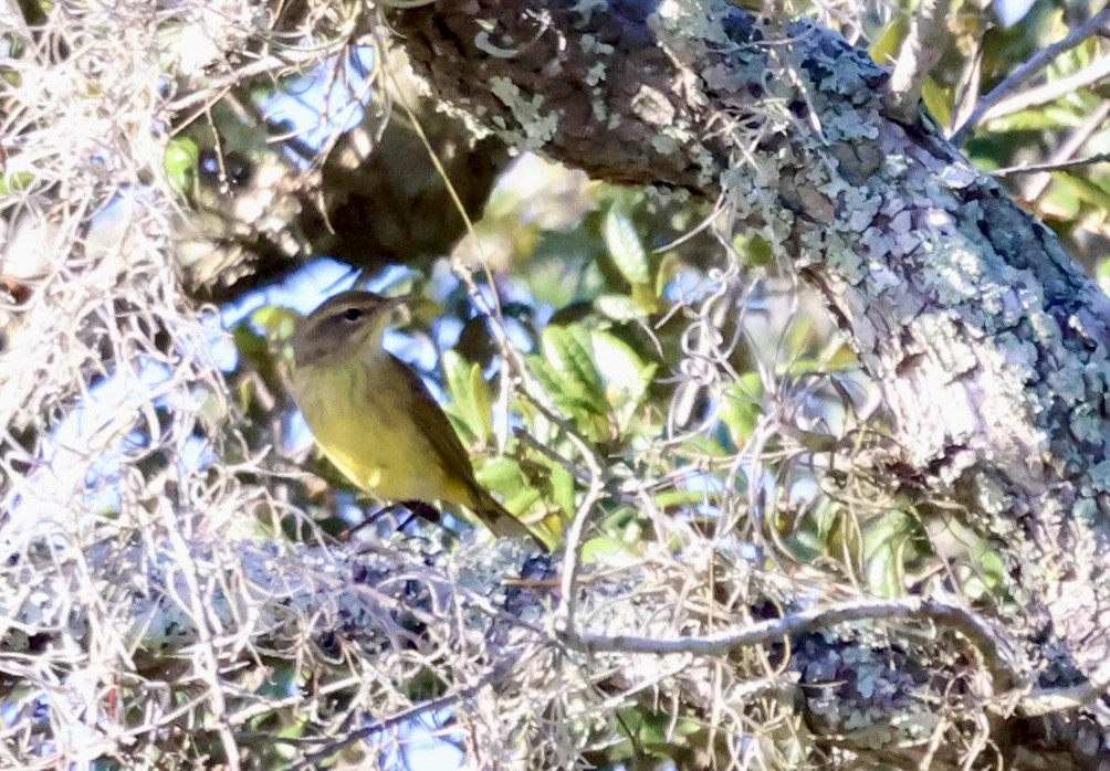 Palm Warbler - ML644721419