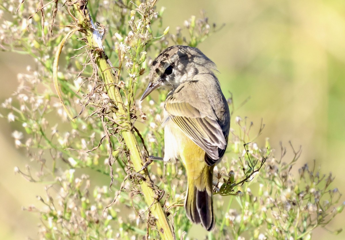 Palm Warbler - ML644721420