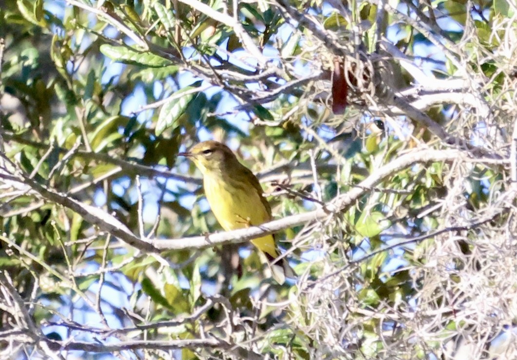 Palm Warbler - ML644721421