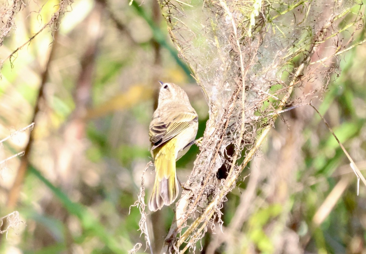 Palm Warbler - ML644721422