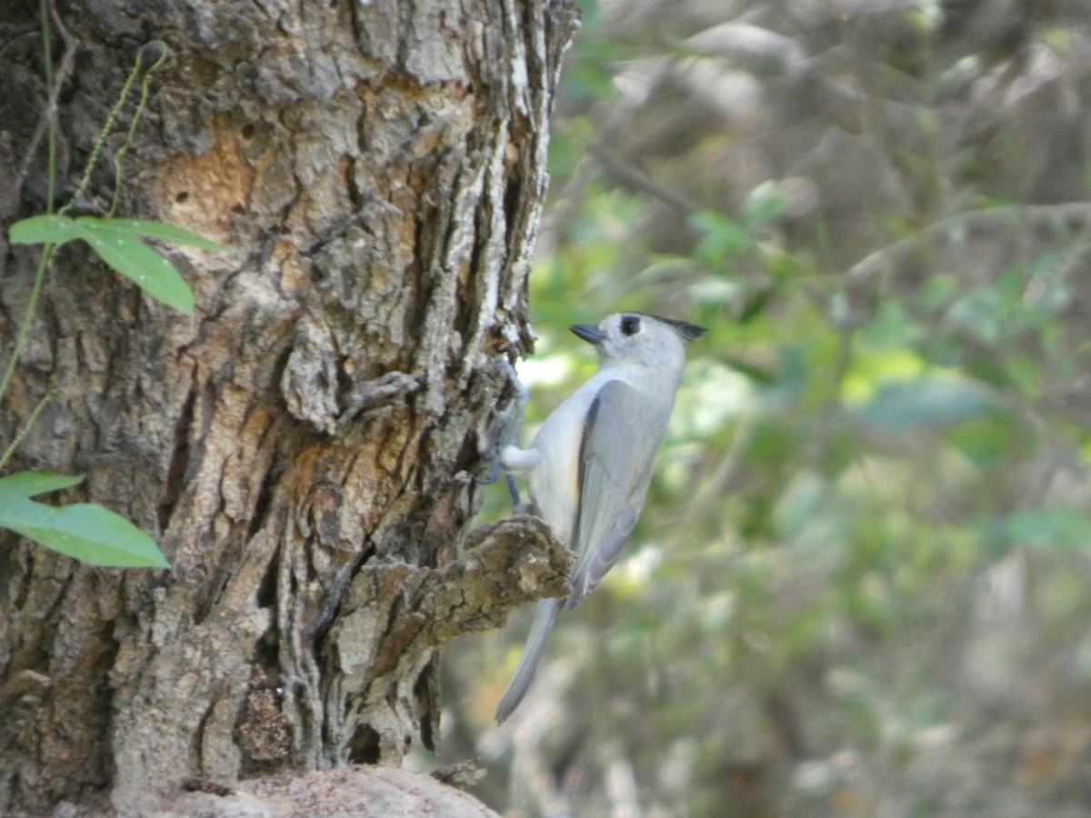 Black-crested Titmouse - ML644721423