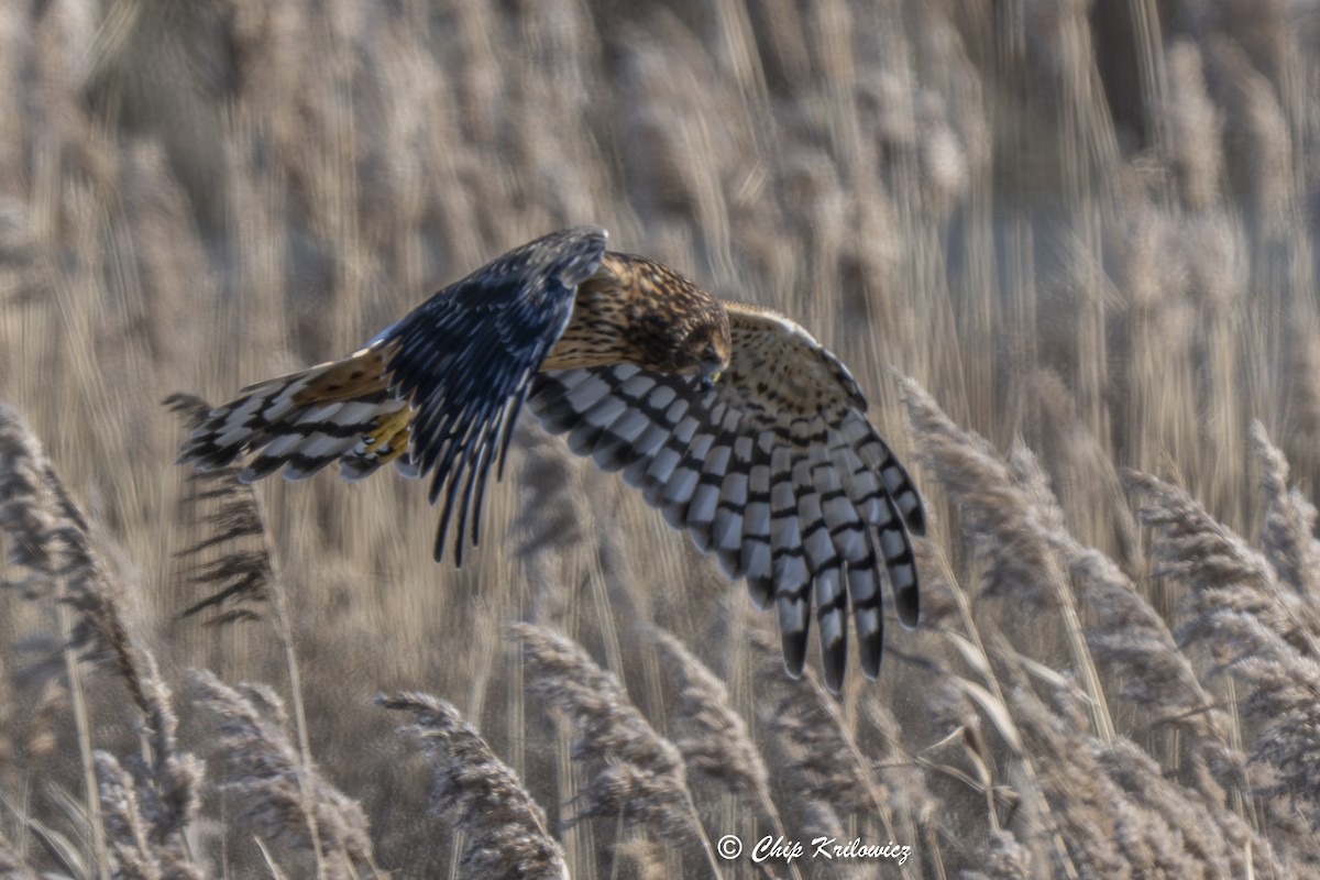 Northern Harrier - ML644721424