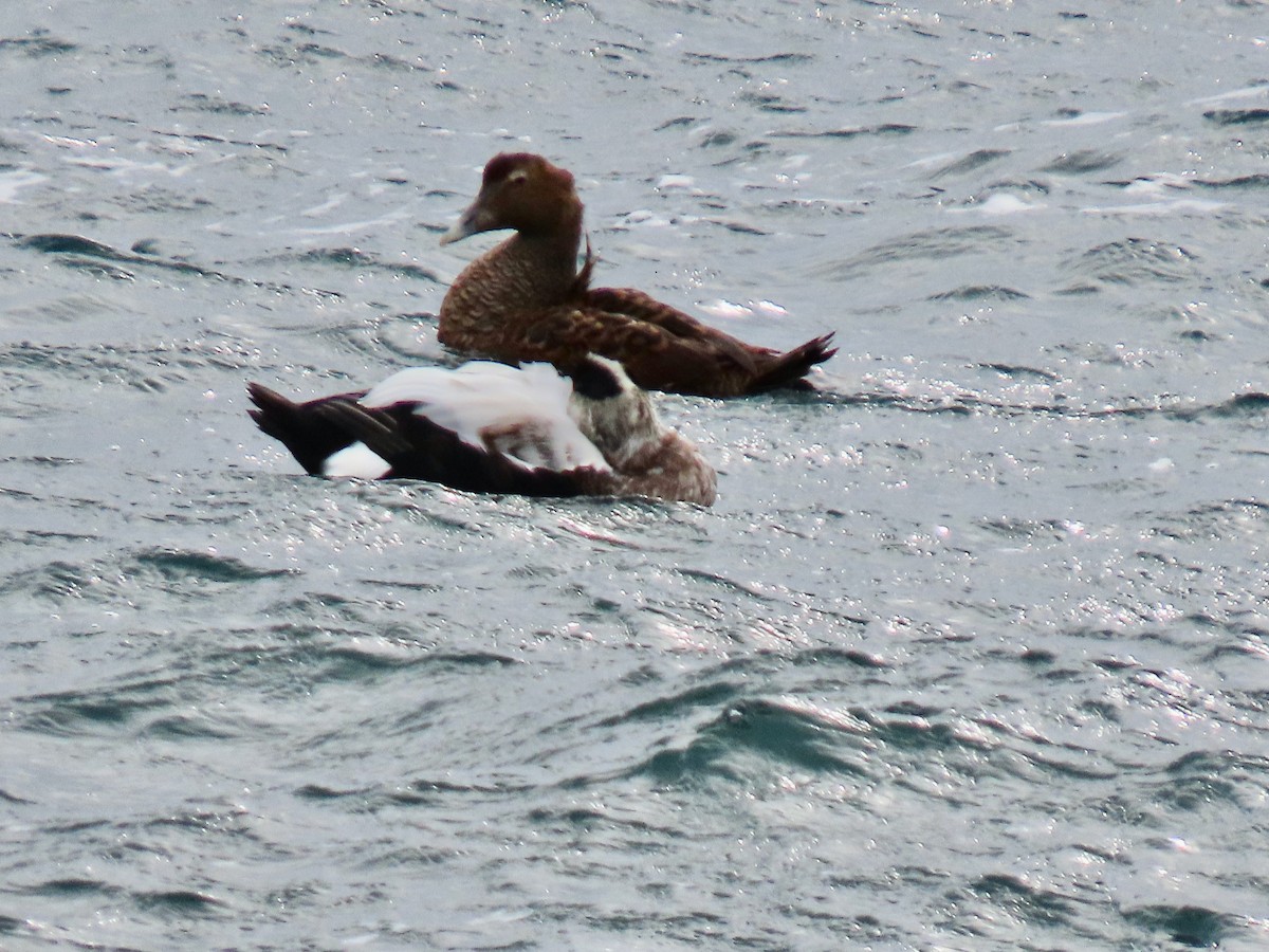 Common Eider - ML644721426