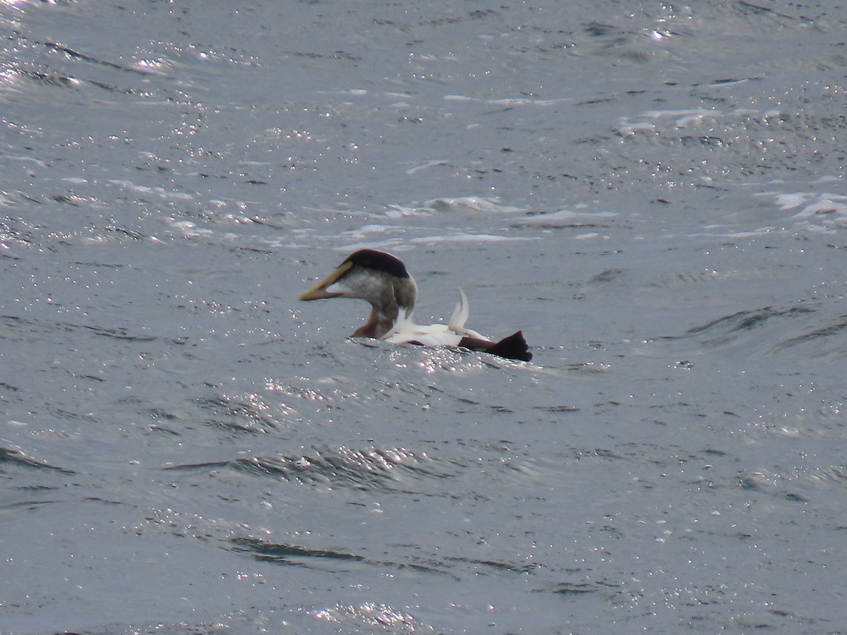 Common Eider - ML644721427