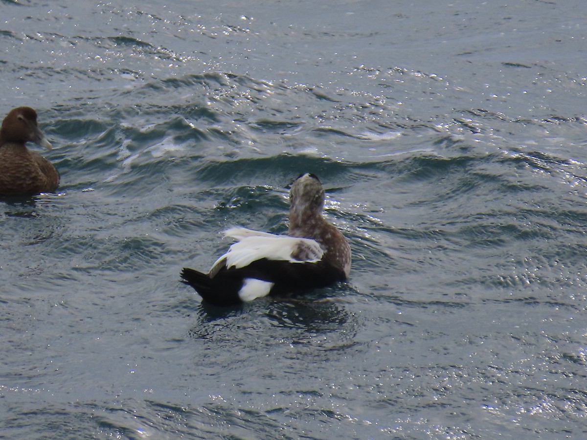 Common Eider - ML644721428