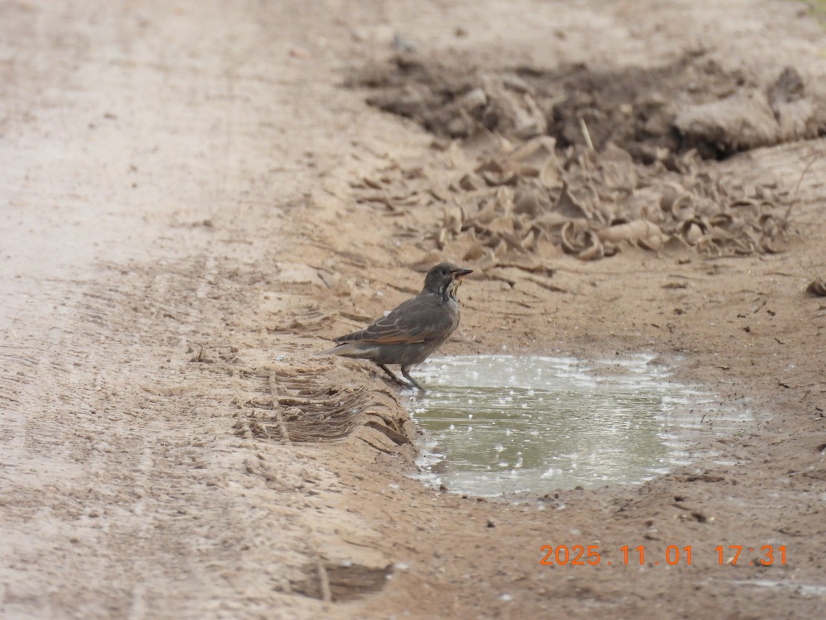 Grayish Baywing - ML644721429