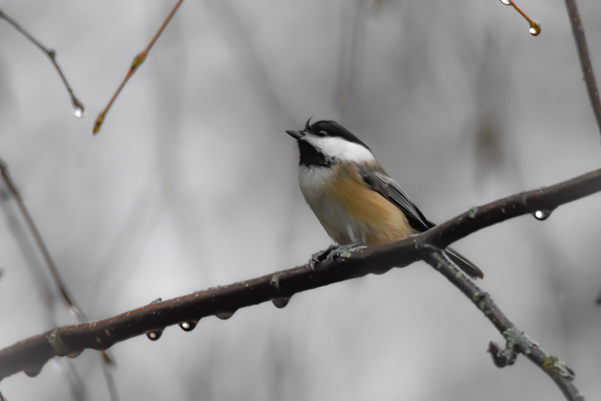 Black-capped Chickadee - ML644721430