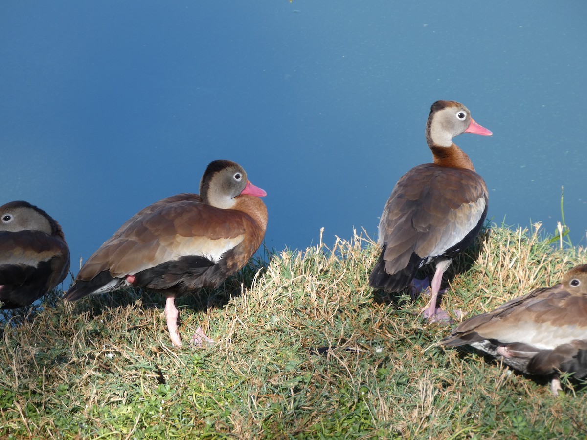 Black-bellied Whistling-Duck - ML644721431