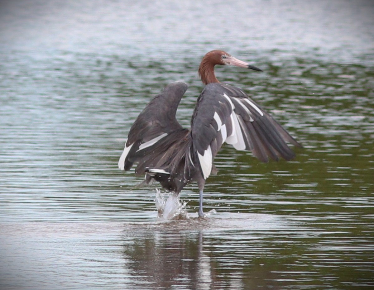 Reddish Egret - ML644721432