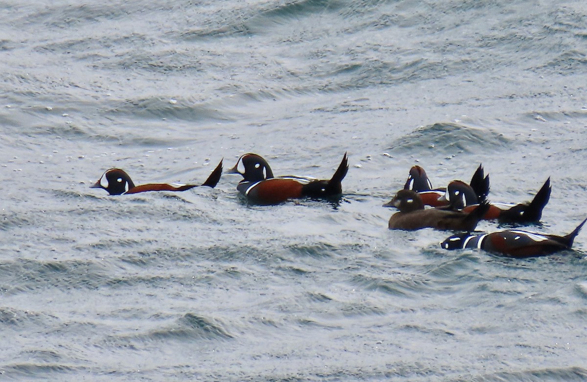 Harlequin Duck - ML644721433