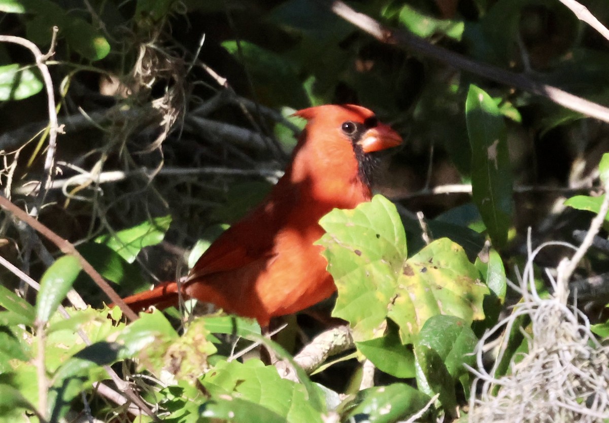 Northern Cardinal - ML644721434