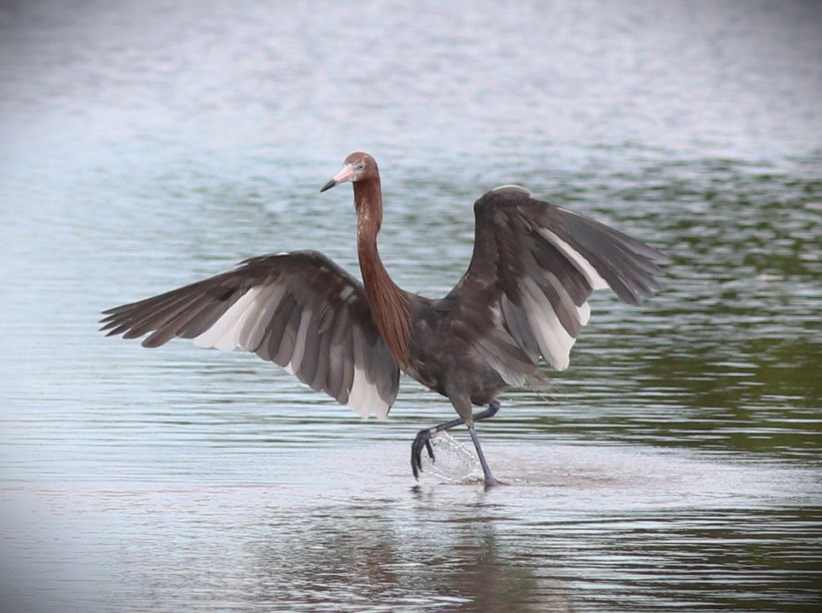 Reddish Egret - ML644721436