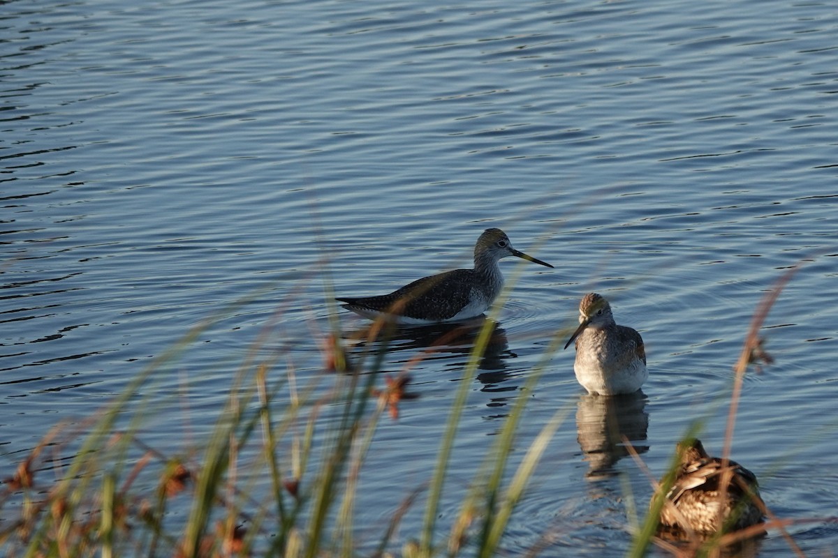 ביצנית עקודה - ML644721450