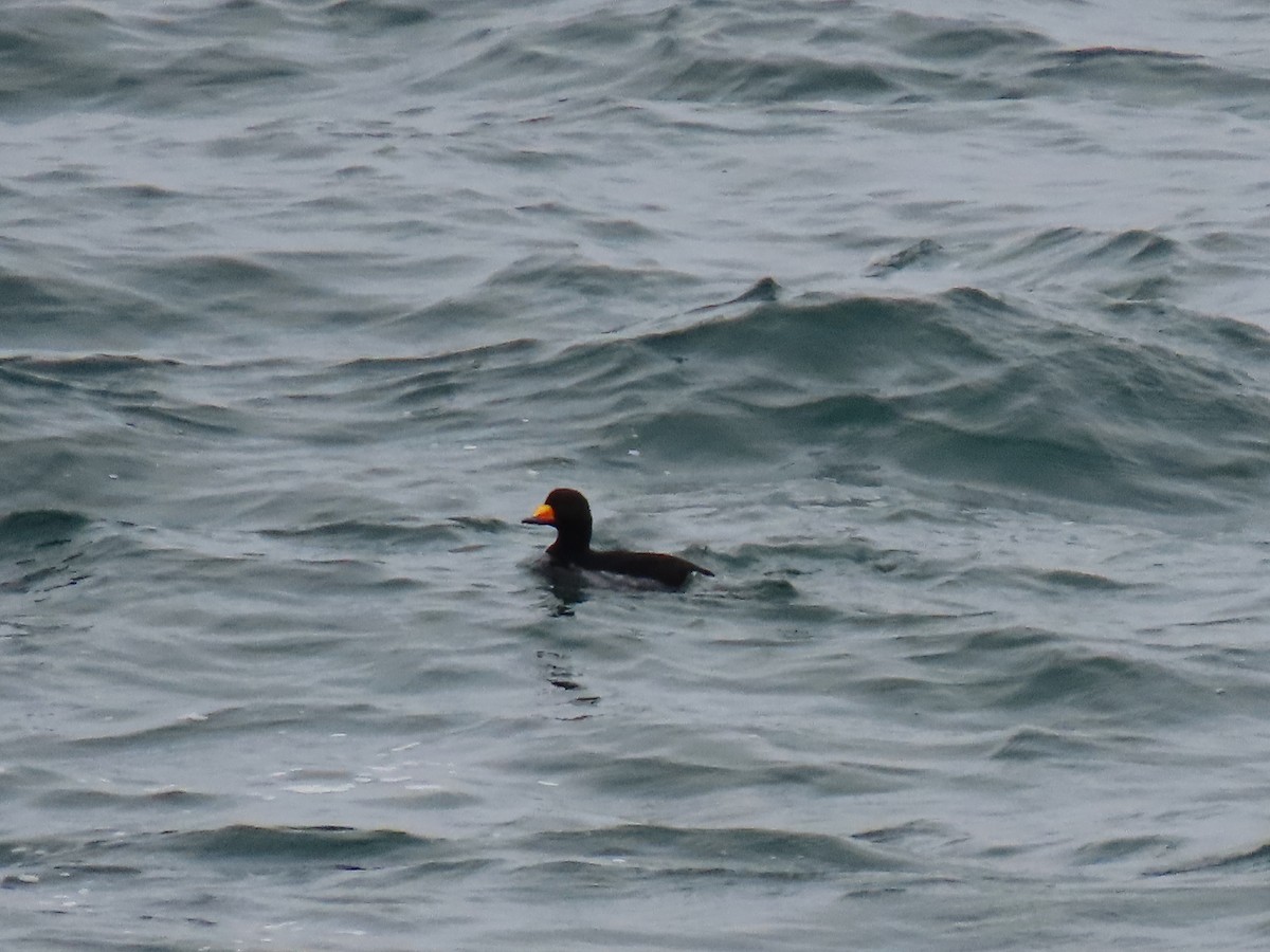 Amerika Kara Ördeği - ML644721457