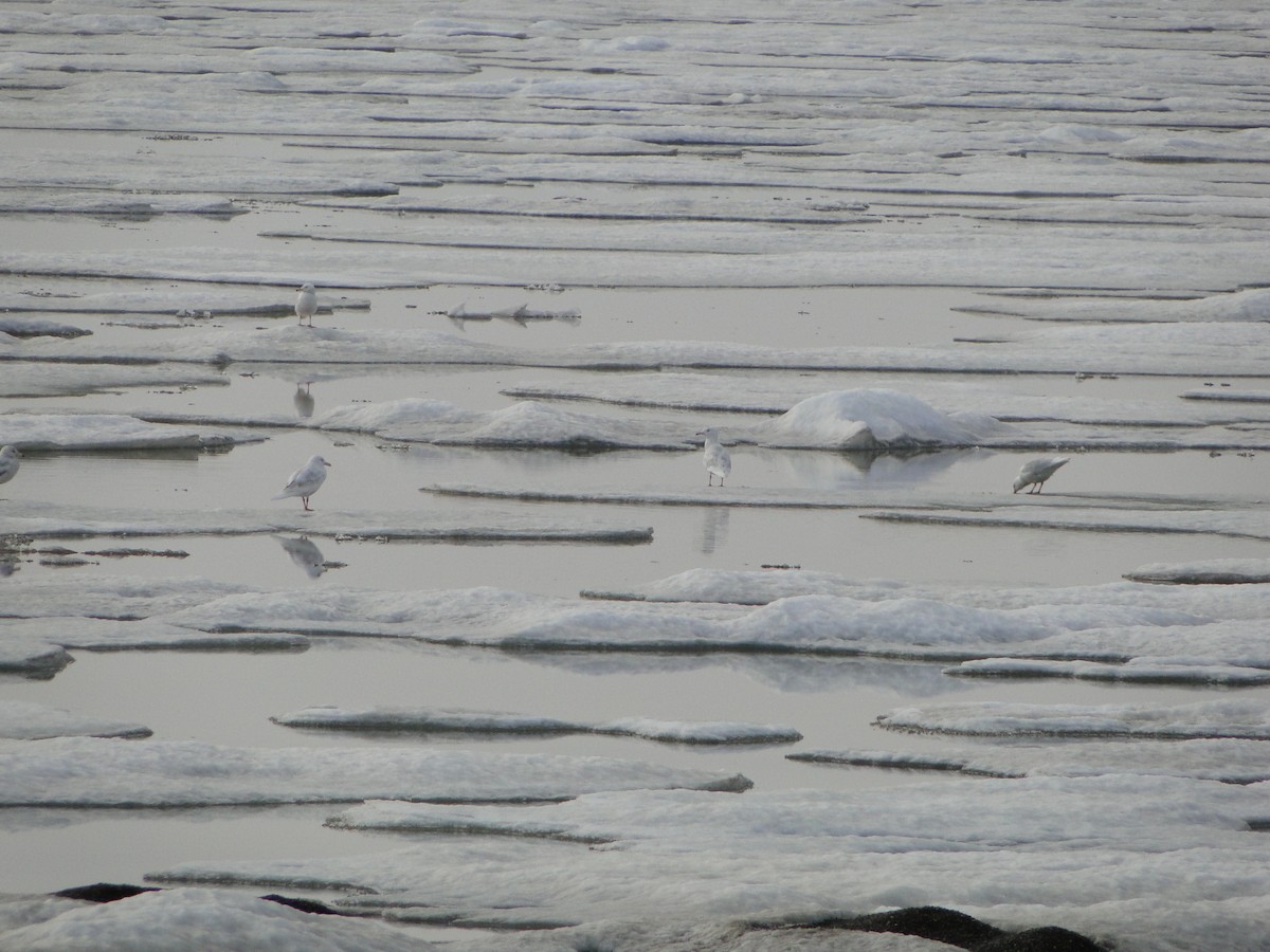 Ipar-kaioa - ML644721482