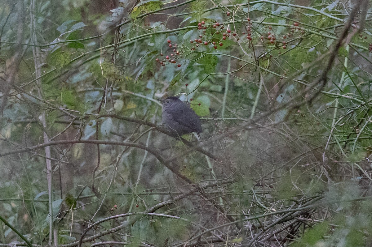 Miaulari grisa - ML644721483