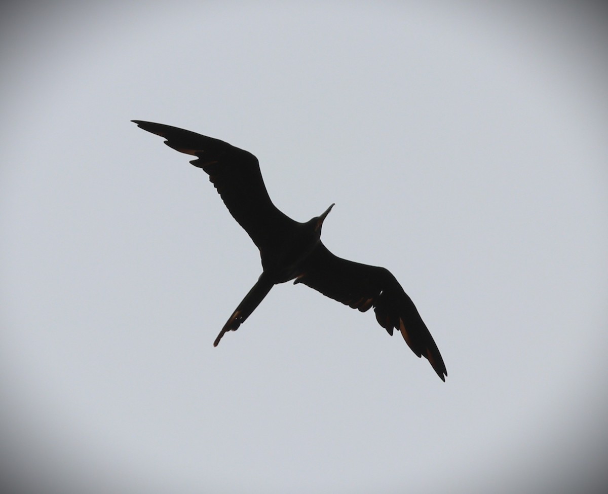 praktfregattfugl - ML644721484