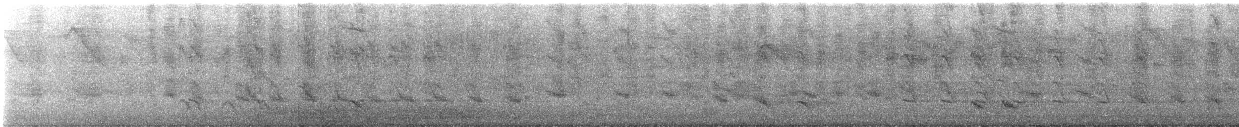 Boat-tailed Grackle - ML644721487